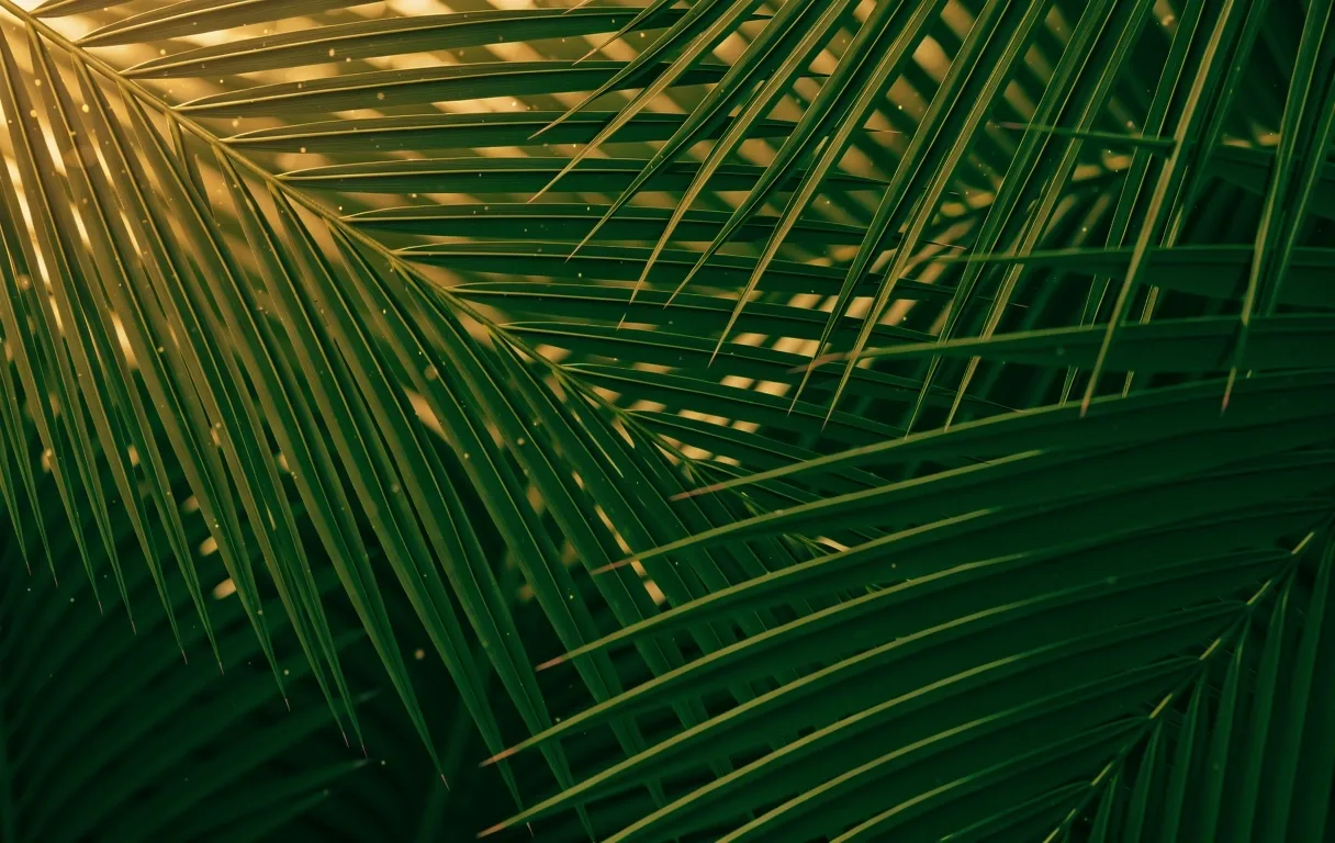 Canopy Pattern